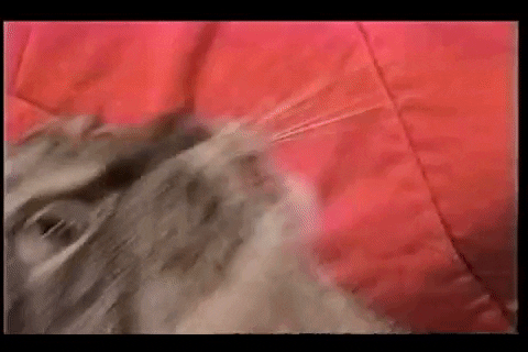 Viral Cat